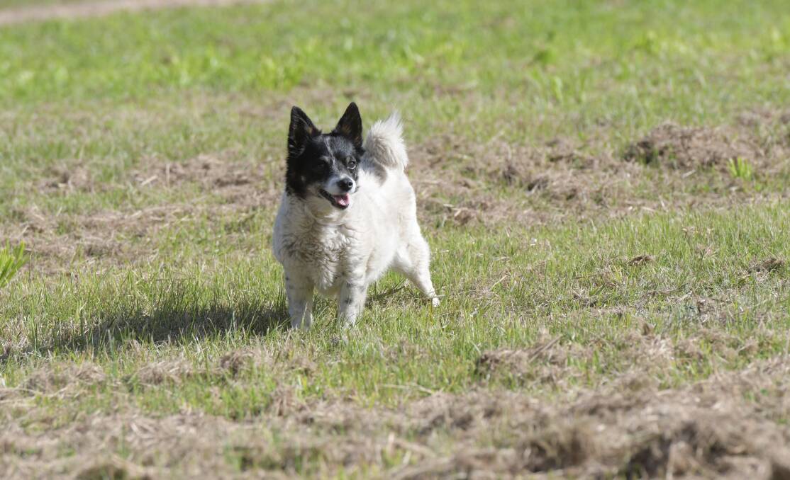 Millie at the dog park at Truscott Reserve when it opened in June. Picture: NONI HYETT