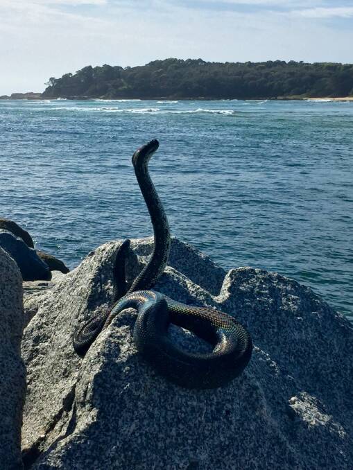 Python captured on an iPhone this time last year. 