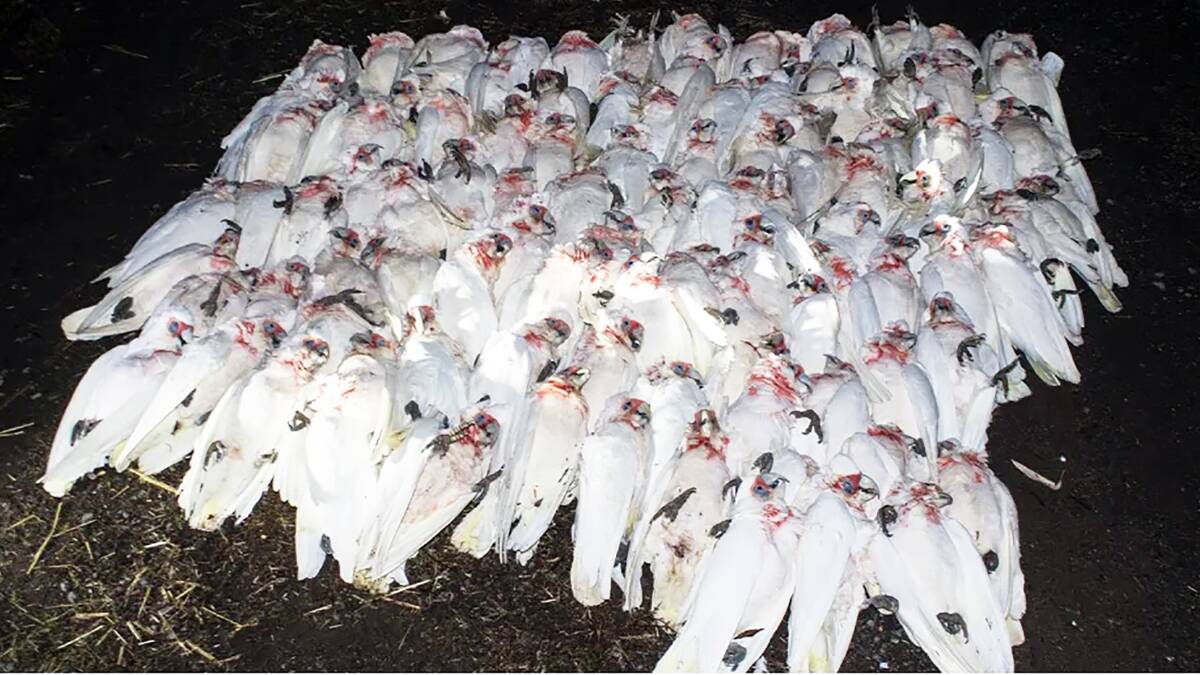 BIRD KILL: More than 100 dead corella birds were collected at Tocumwal, NSW. Photo by Kirsty Ramadan. 