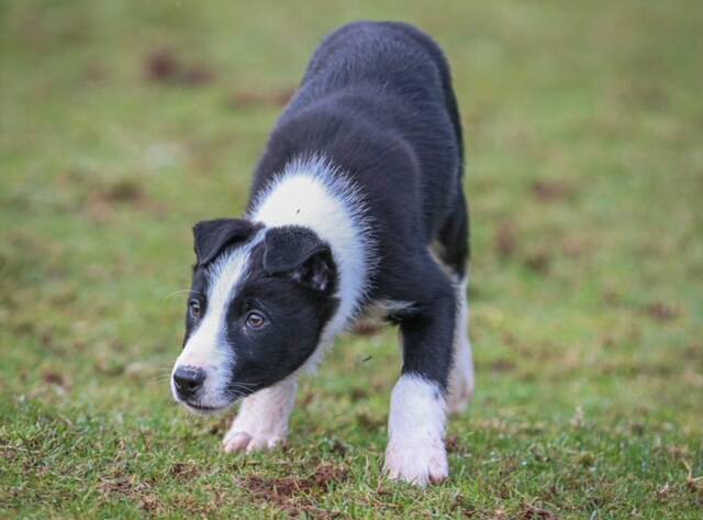 BOW WOW: Border Collie pup 'Bet' takes a bow after selling for what is believed to be a world price for a working dog pup. Picture: Skipton Auction Mart.