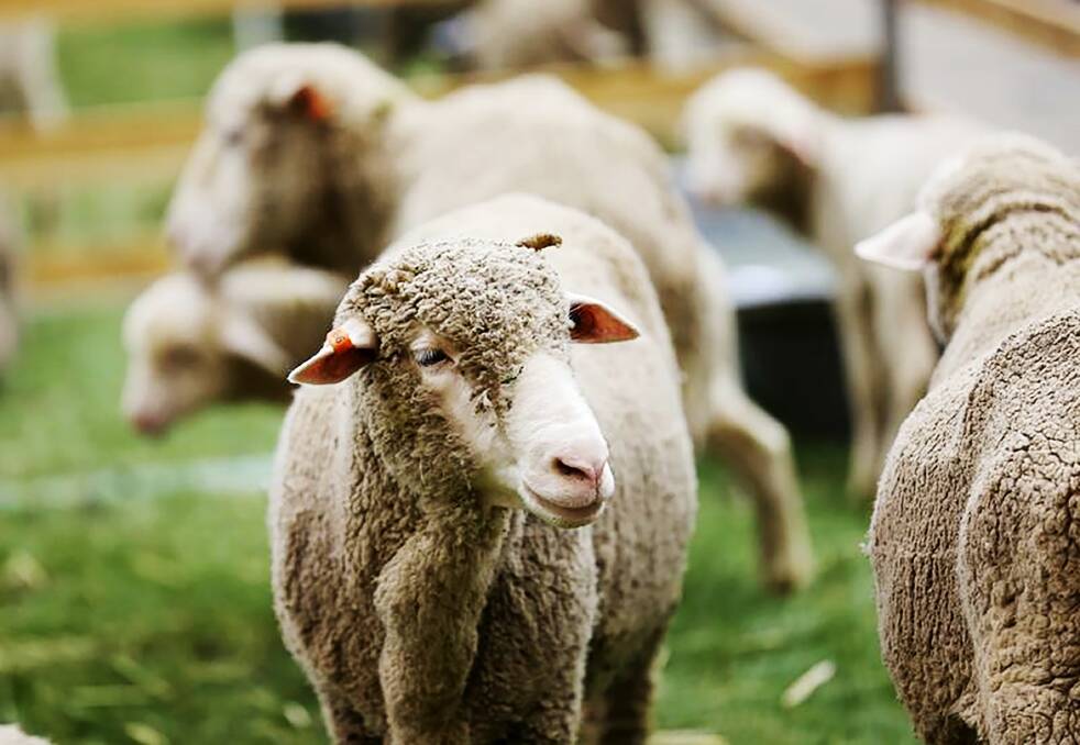 There were 118 cases of sheep theft reported to police for the year. The total haul by crooks was $1,764,858 the highest amount in at least a decade.