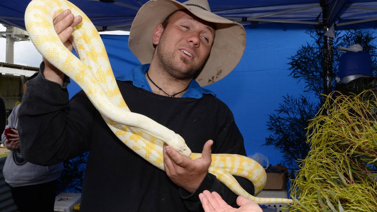 Nick Petropoulos from Wicked Wildlife with a Albino Darwin Carpet Python. Picture Kate Healy. 