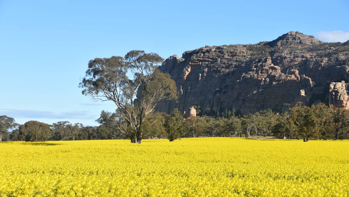 Canola glistens in the late winter sun at Mt Arapiles, west of Natimuk in the Wimmera on Sunday.