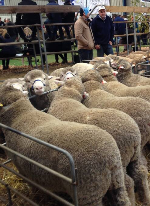 Dohne sheep are judged with an emphasis on sheep breeding values.