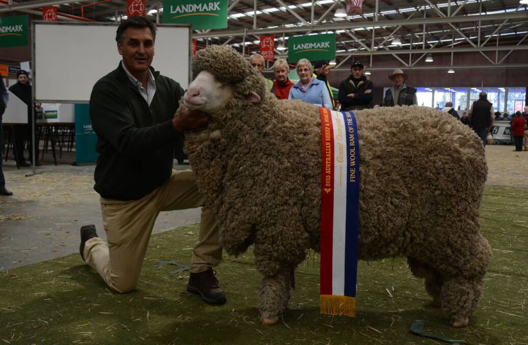 Alfoxton Merino principal Chris Clonan with the 2015 fine wool ram of the show. 