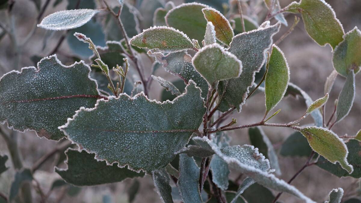 The Bureau of Meteorology has issued a frost warning for parts of Victoria. Picture: PETER WEAVING