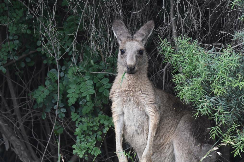 Five Freedoms Animal Rescue tended to Arthur the kangaroo after he was found in a car park at Bendigo Marketplace last month. Picture: NONI HYETT