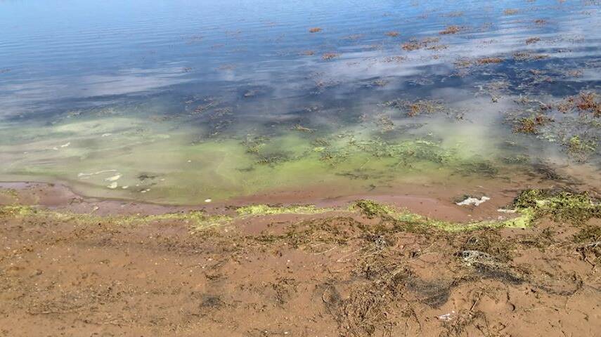 Blue-green algae at Lake Eppalock the week prior. Picture: DALE McGILLIVRAY