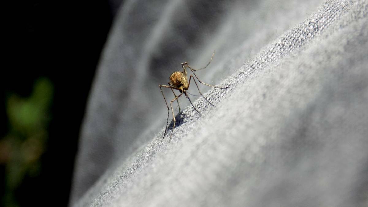 Beware the mosquito bite, health authorities warn amid Ross River virus detection