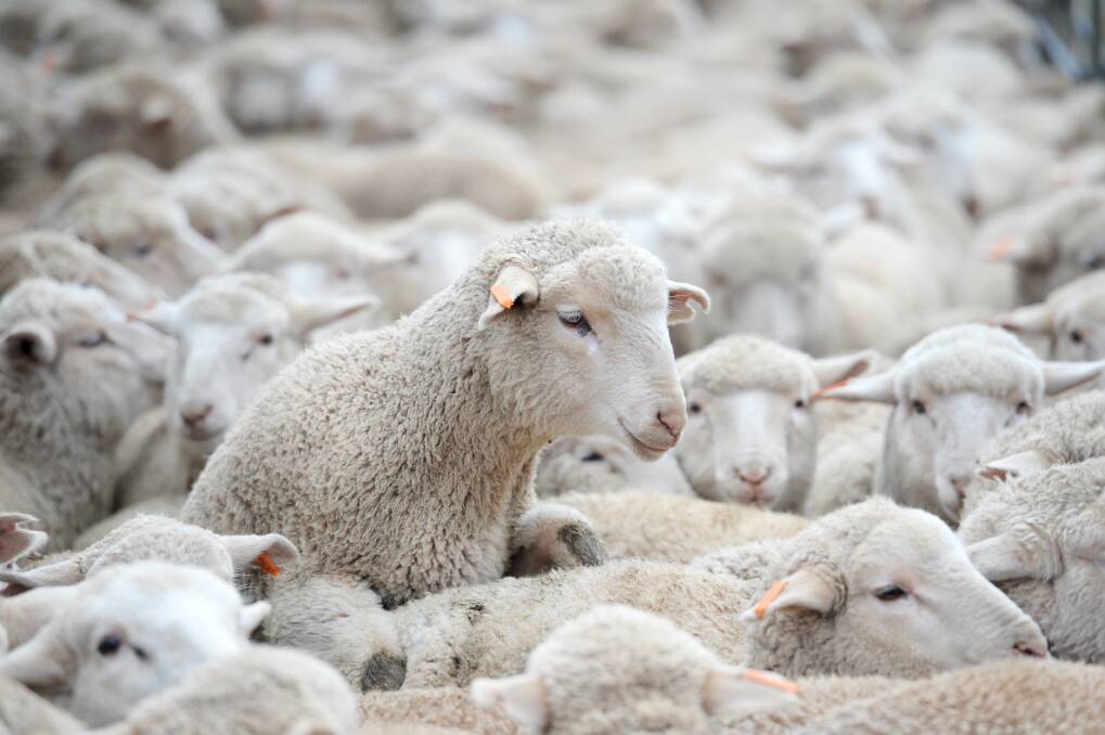 The Bendigo Livestock Exchange is one of the busiest sheep selling centres in Victoria. Pictures: DARREN HOWE