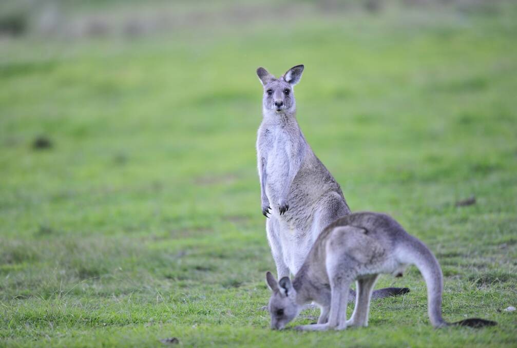 Greater Bendigo, Loddon to be included in a kangaroo pet food trial. Picture: Melissa Adams