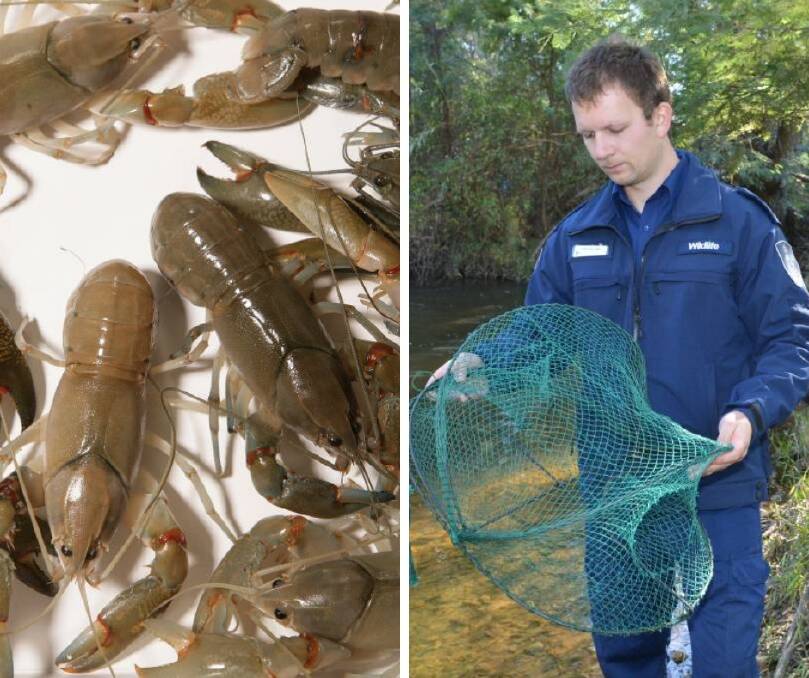 Opera house nets will be banned in Victoria from July 1, 2019. Pictures: EDDIE JIM (left) and DELWP (right)