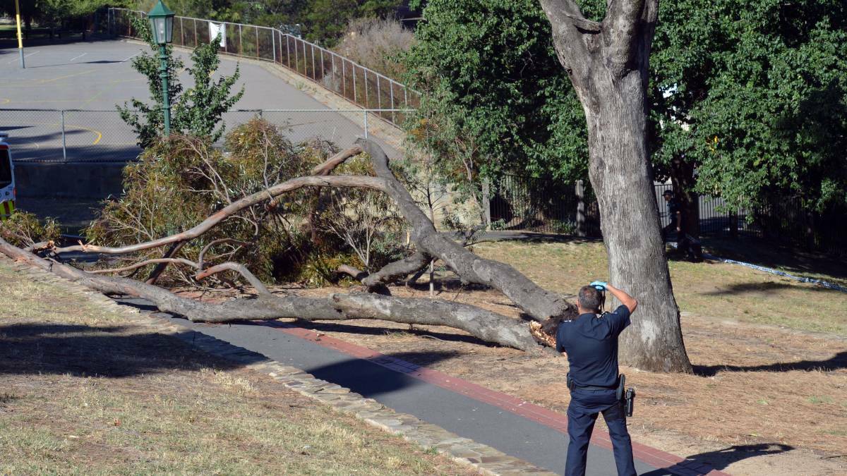 Police at the scene of the fatal tree collapse in Rosalind Park, Bendigo, on December 30, 2013.