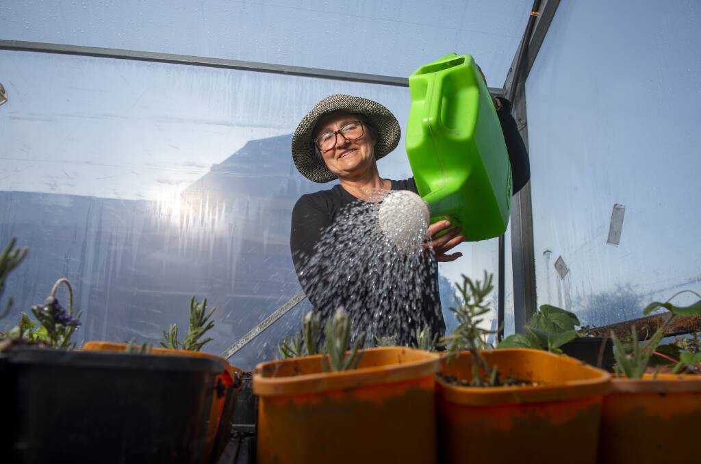 GROWING CHANGE: Sara Hill watering the seedlings at Bendigo Violet Street Primary School, which are intended for distribution in Long Gully to help improve food security. Picture: DARREN HOWE