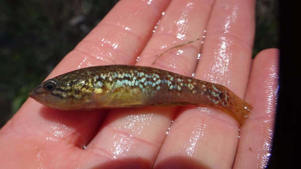 The Southern Purple Spotted Gudgeon fish (Mogurnda adspersa) was last seen in Victoria about 20 years ago. Picture: SUPPLIED
