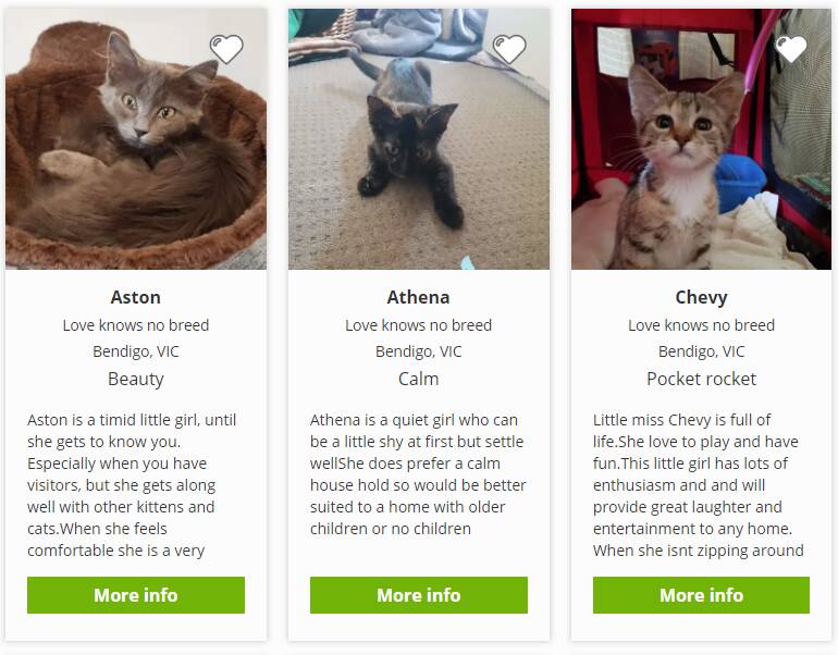 A sample of the pets on the Pet Rescue website at the time of writing.