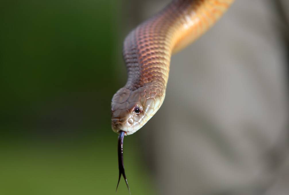 TZR Reptiles and Wildlife's resident Mulga snake. Picture: GLENN DANIELS