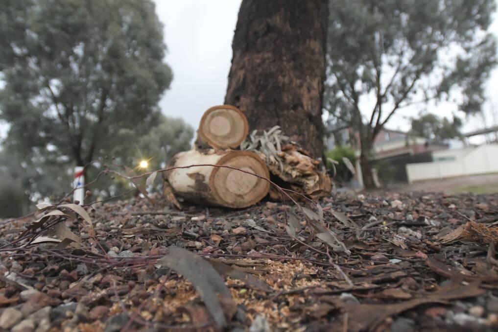 The remains of a branch that fell from a tree planted in the nature strip at Maiden Gully. Picture: NONI HYETT