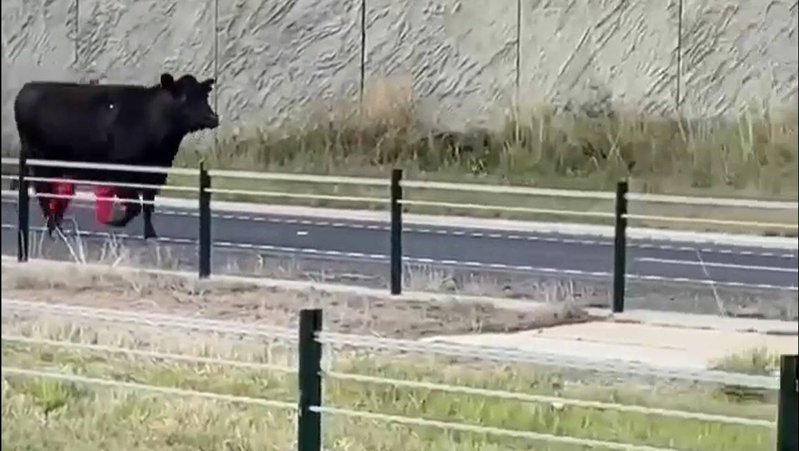 A screenshot of the footage of the cow on the Calder Highway at Ravenswood.