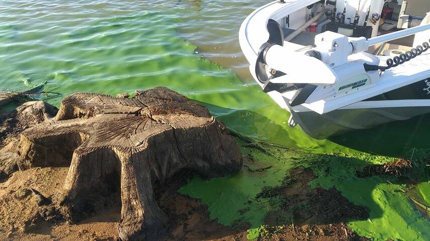 Blue-green algae at Lake Eppalock on March 9. Picture: DALE McGILLIVRAY