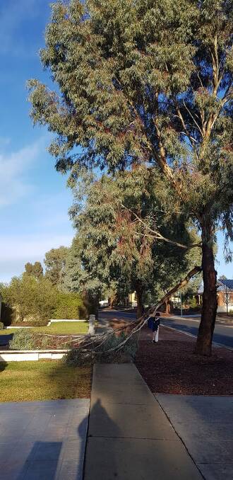The broken limb at Marcus Court in Maiden Gully. Picture: SUPPLIED