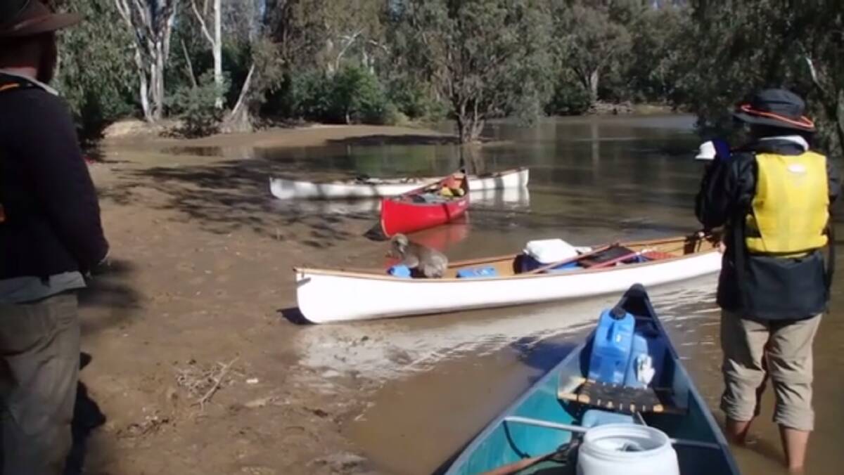 A still from a video shot by Kirra Coventry of a koala rescue at the Murray River.