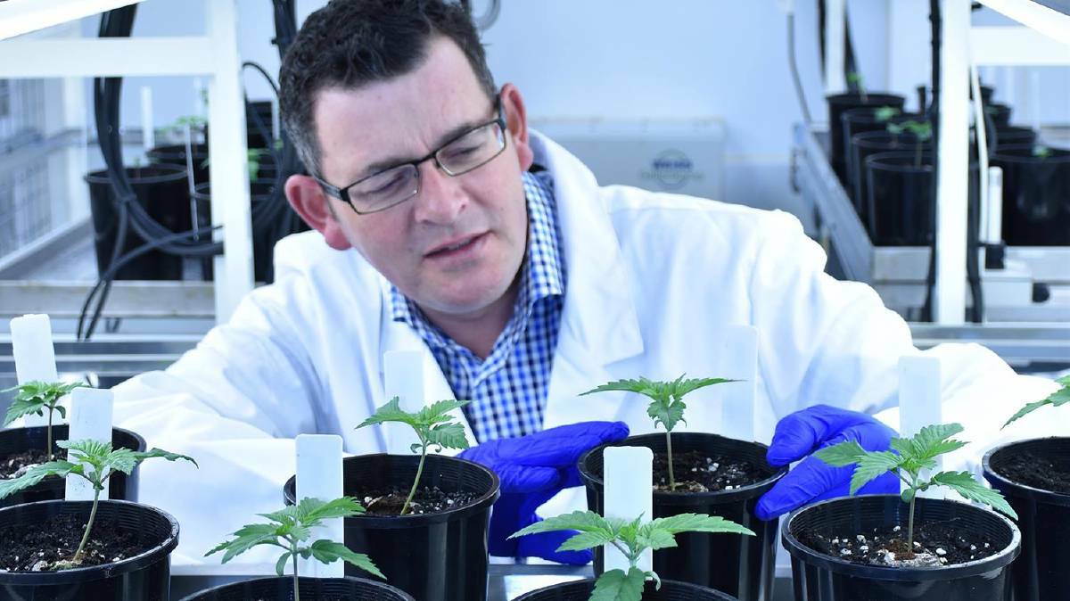 Premier Daniel Andrews visits the medicinal cannabis crop.