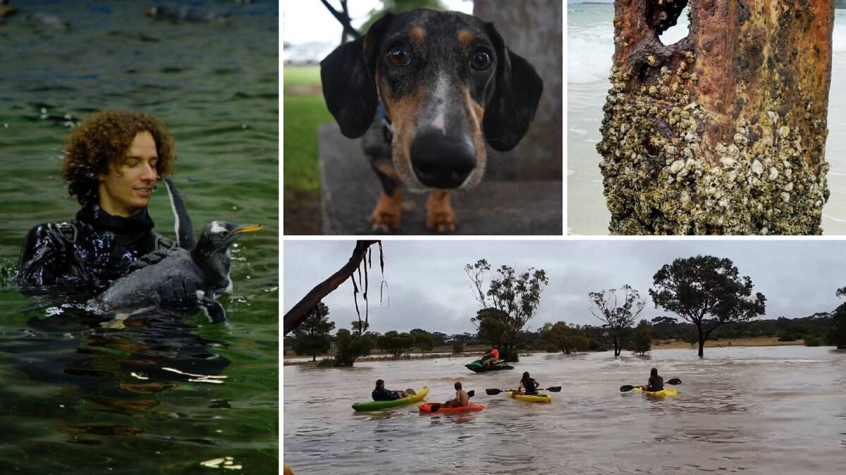 BEST OF THE WEEK: Charlie the penguin gets into the pool with keeper Patrick Nelson (left), dachshunds dash across Tamworth (top left), a 50-year-old shipwreck emerges from the depth on the NSW Mid-North Coast (top right), and a golf course in South Australia turns aquatic (bottom right).