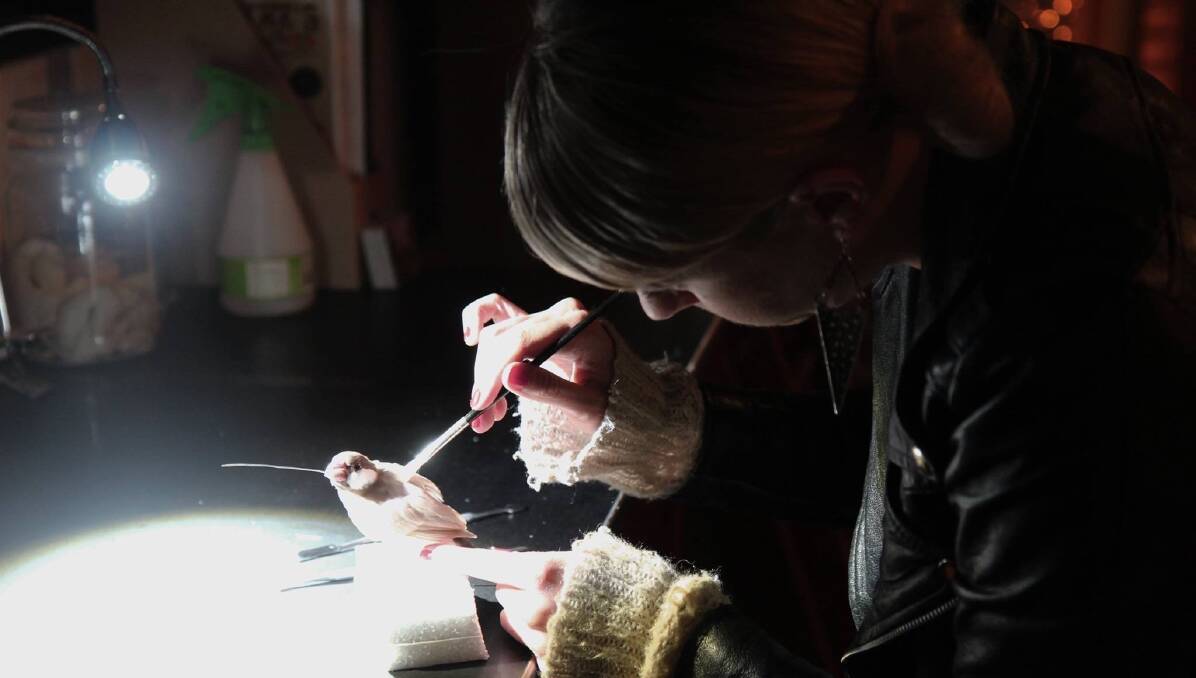 Back to life: Natalie Delaney-John, founder of Rest in Pieces, works on a small deceased bird. She said taxidermy could be a healing experience.