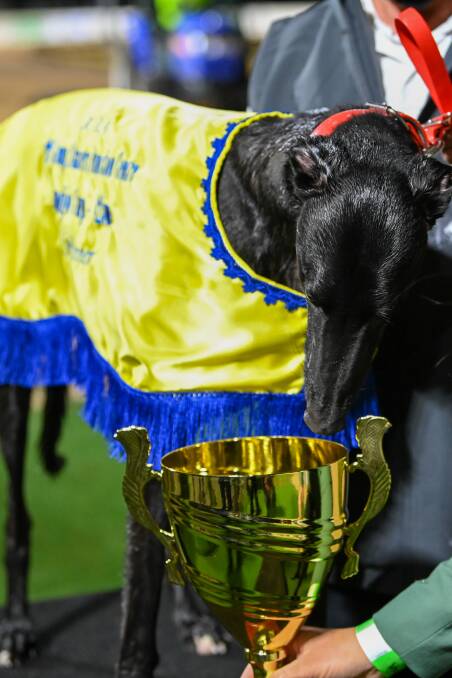 Paua of Buddy after winning the Bendigo Cup. Picture: BLUESTREAM PICTURES