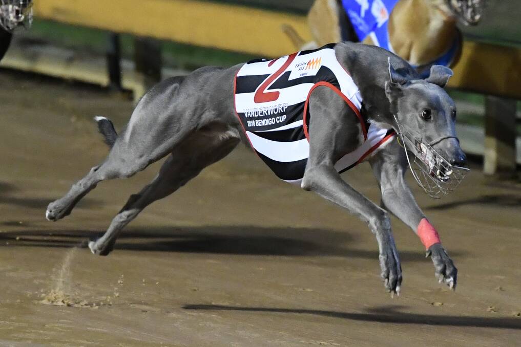 FIRST PAST THE POST: Western Australia sprinter Vanderworp races to victory in Friday night's Bendigo Cup over 425m at Lord's Raceway. Second was Striker Light followed by Black Forge. The victory was Vanderworp's 15th of his 27-start career. Picture: GREYHOUND RACING VICTORIA