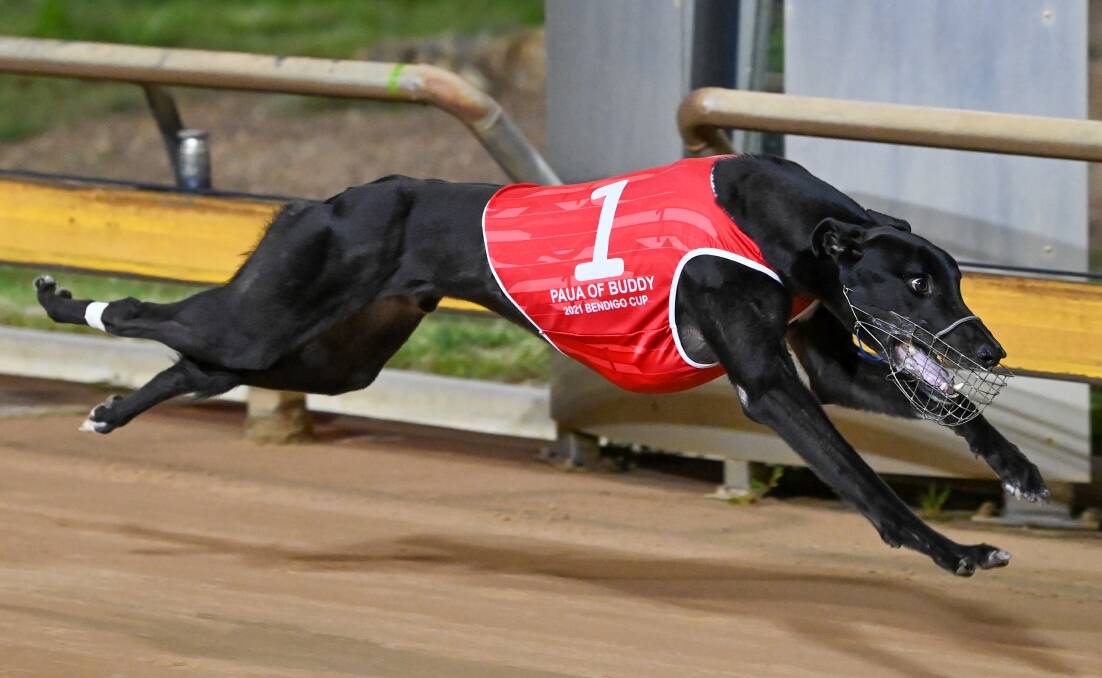 VICTORY: Paua of Buddy wins Saturday night's Group 2 Bendigo Cup at Lord's Raceway. Picture: BLUESTREAM PICTURES