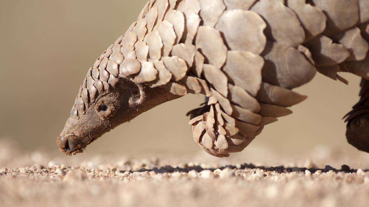 Was the pangolin to blame for the pandemic?