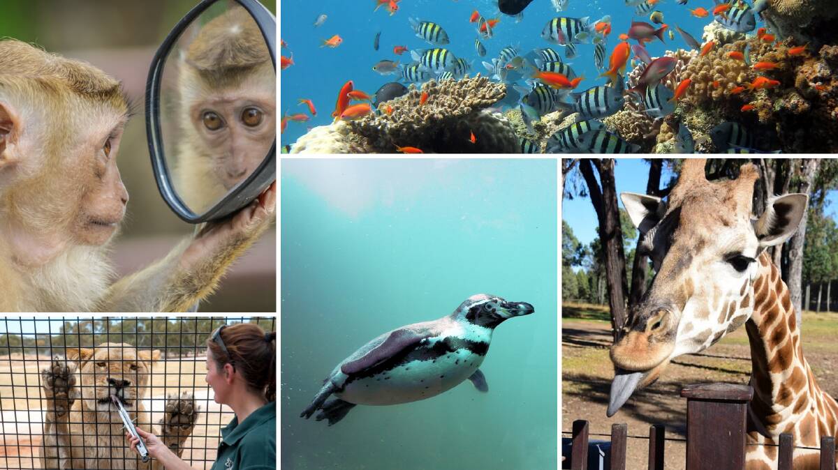 Can't get to a zoo? Here's 13 from around the world you can access now
