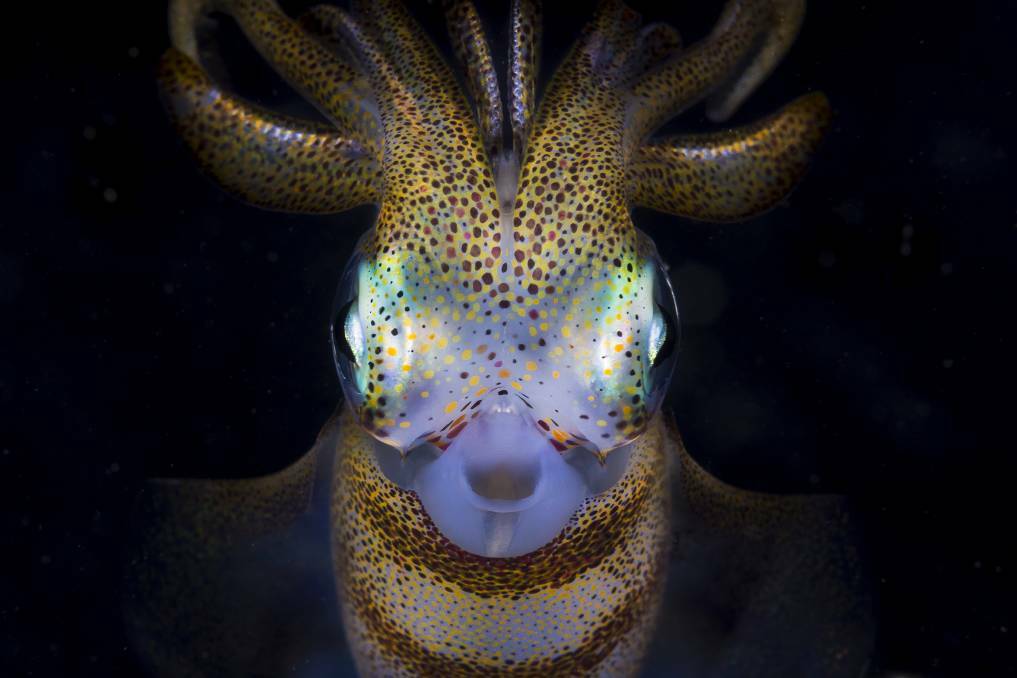 Celestial terrestrial: Southern Squid Shellharbour. Photo: Matty Smith