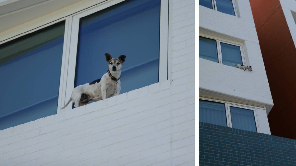 Suzie waiting to be rescued from the balcony ledge. Photos: Jonathan Carroll 