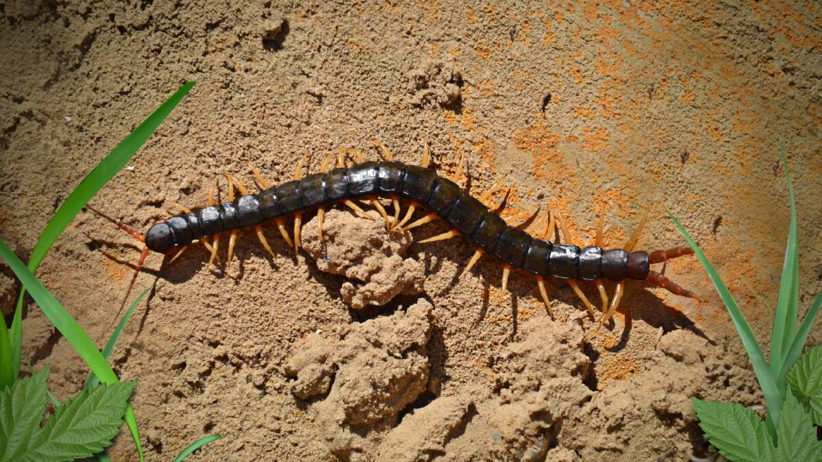 Why you shouldn't scoff at centipedes