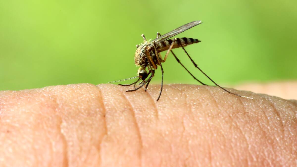 Farmers are being cautioned about mosquito-borne viruses as more extreme weather events occur. Picture: Shutterstock