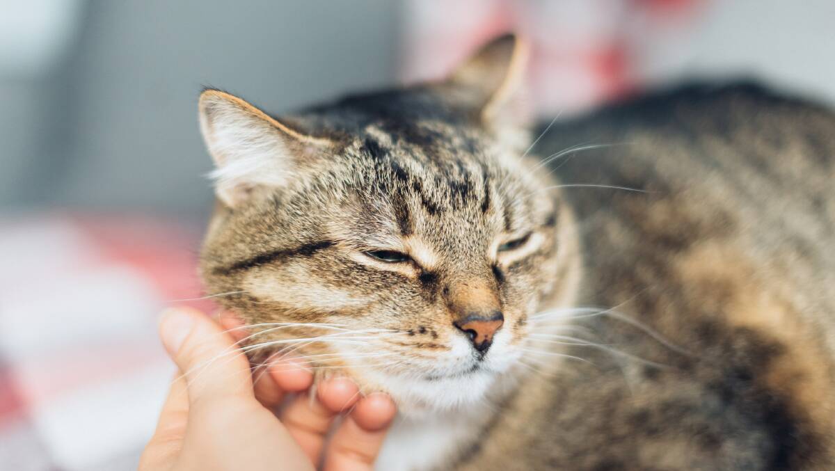 KNOW YOUR PLACE: There's a comprehensive list of what makes and keeps your cat happy, best learned fast as you settle in to the role of 'member of staff'.