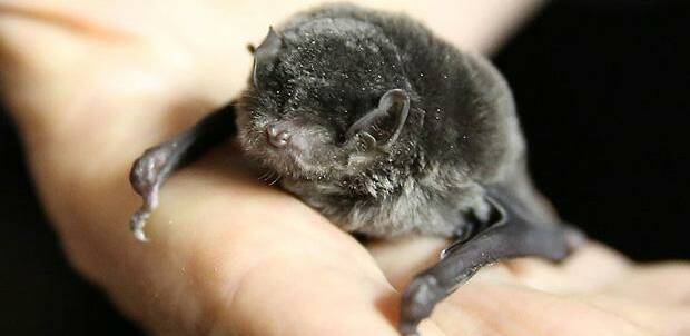 Measuring less than 6cm, head to toe, the southern bent-wing bat fits easily in the palm of a human hand and weighs about 15 grams – the same as a 50 cent coin. Picture: RICK HAMMOND / ZOOS VICTORIA