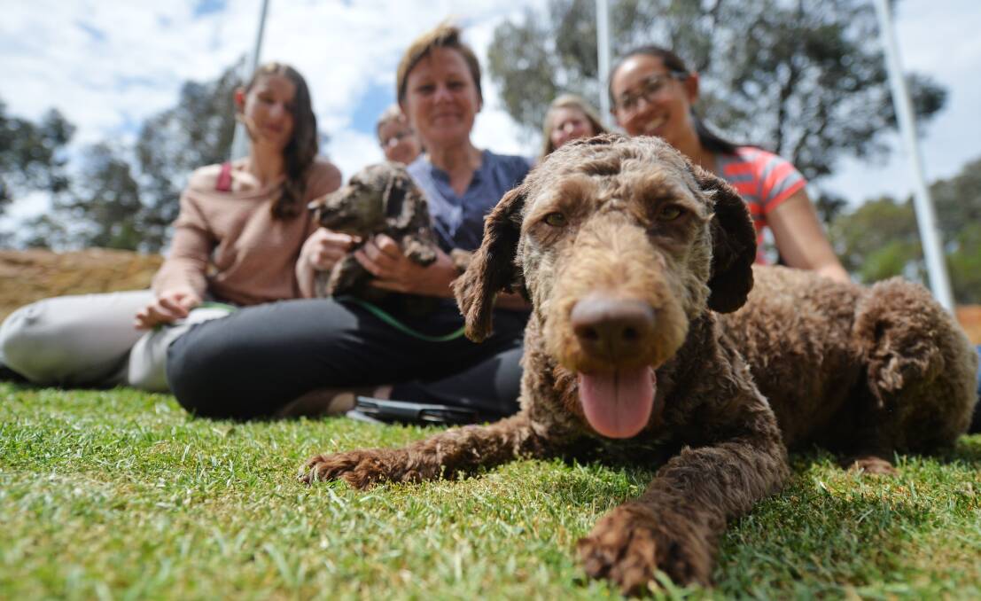 GOOD MATCH: Human animal relationship researcher Pauleen Bennett [second left] with La Trobe Bendigo students and two of her dozen Lagotto Romagnolos, which she says suit her lifestyle. Picture: DARREN HOWE