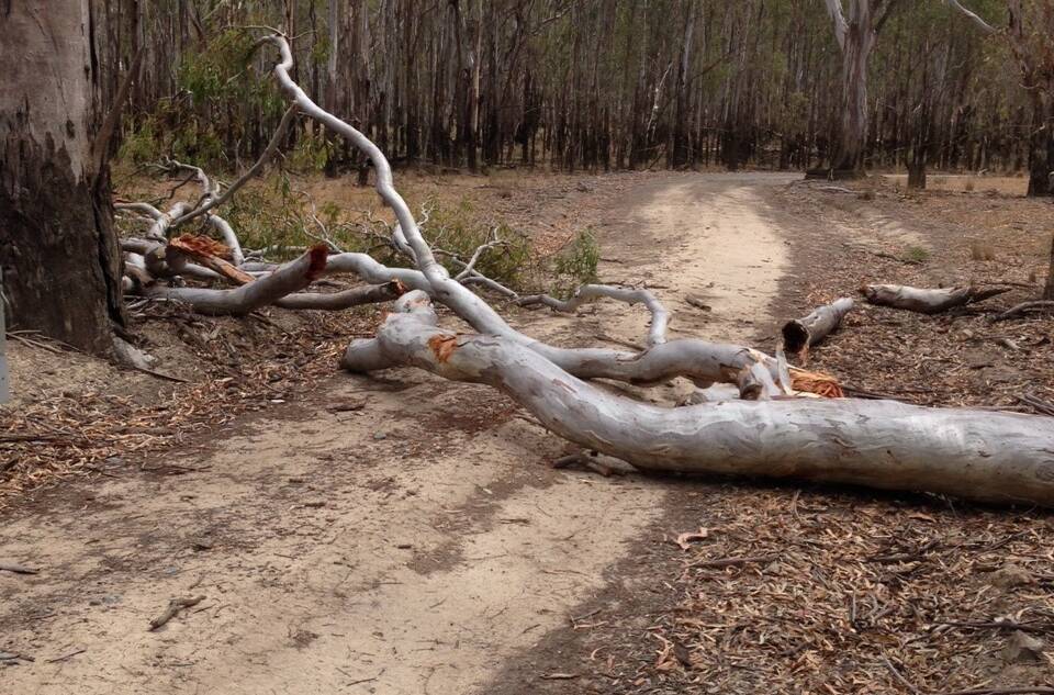 WIDOW-MAKER: During hot weather native trees such as river red gums, yellow box and other native species shed branches as a survival mechanism. 
