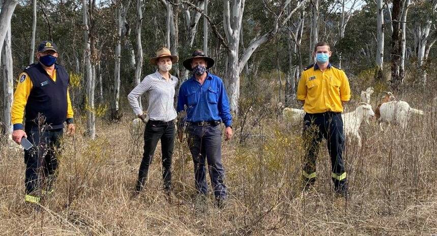FOUR LEGGED FRIENDS: The NSW Rural Fire Service has recruited goats to undertake hazard reduction grazing trials to evaluate their effectiveness and continue mitigation works to further prepare this fire season. Photo: Supplied