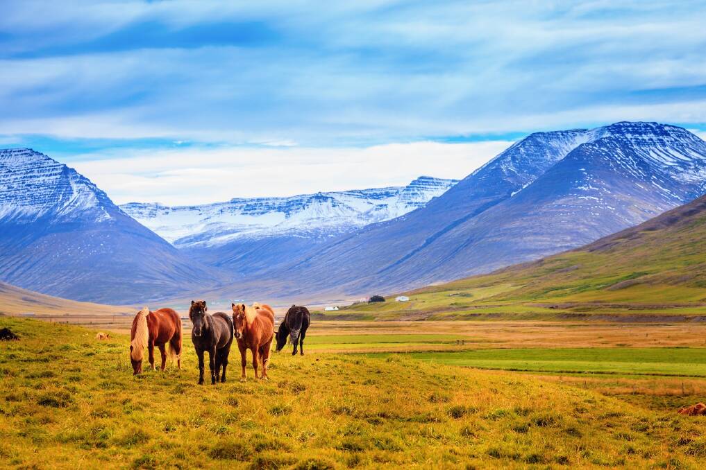 See Icelandic ponies and more. 