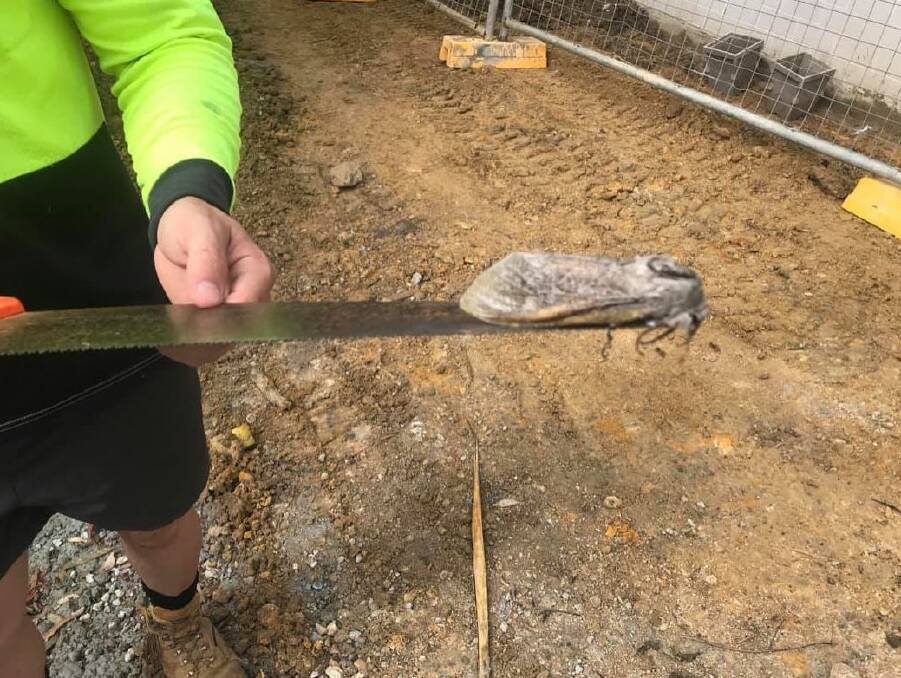 Whopping great moth found on building site