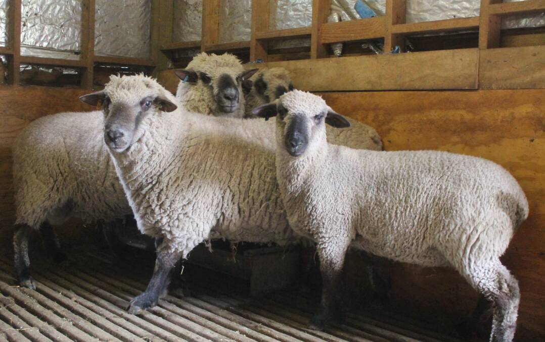 ON SHOW: The Chapmans have bought some of their sheep from their Richmond Plain property to their New Gisborne property to prepare them for shows.