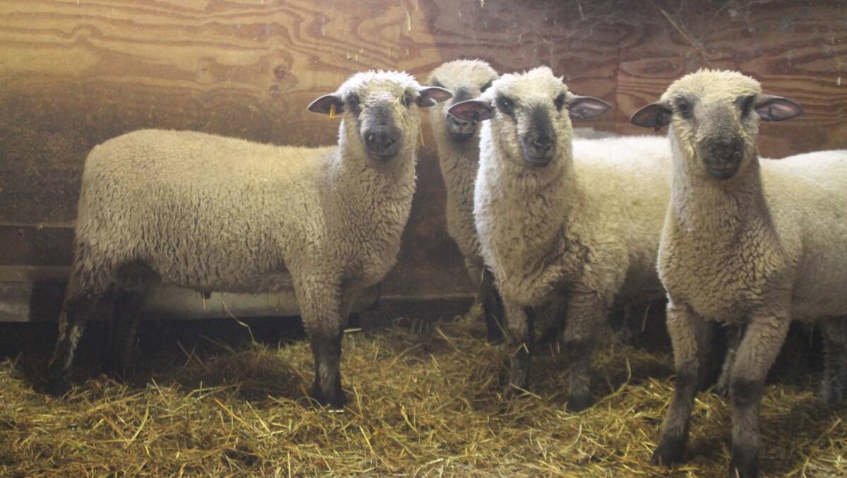 MATERNAL: Dorset Down ewes have great mothering instincts and are very protective, according to Margaret Chapman.