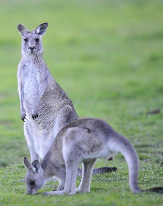 Kangaroo pet food trial makes perfect sense