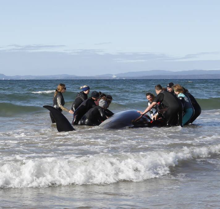 Stanley residents helped rescue a stranded pygmy right whale from a beach in June. Picture: Jo Lovell