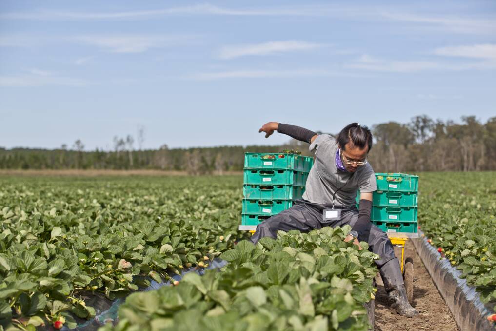 WE WANT YOU: State governments are introducing new incentives in a bid to get more overseas workers to resolve a critical farm labour shortage. 